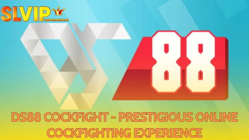 DS88 Cockfight provides a renowned and respected online cockfighting experience