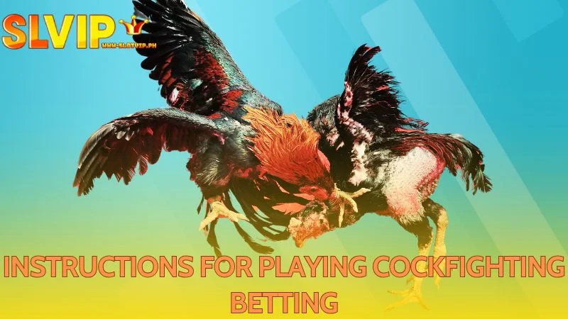 Here is the quick way to start with cockfighting wagers