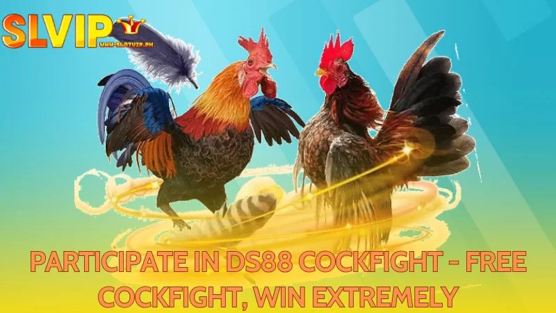 Enjoy free battles and have chances to win on DS88 Cockfight